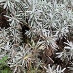 Helichrysum melaleucum Sonstige