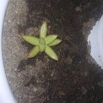 Sedum adolphi Leaf
