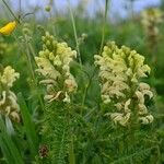 Pedicularis ascendens Habit