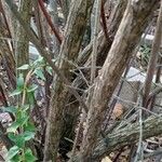 Abelia × grandiflora 樹皮