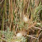 Astragalus armatus Altres