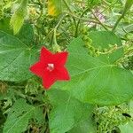 Ipomoea quamoclit Blomst