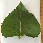 Populus deltoides Blad