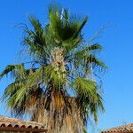 Washingtonia filifera Ліст