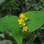 Hypericum androsaemum Цвят