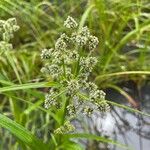 Scirpus atrovirens Mbuma