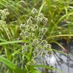 Scirpus atrovirens 果