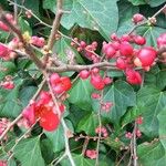 Chaenomeles speciosa Floare