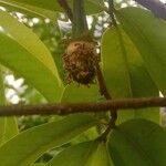 Annona muricata Плод