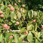 Cornus kousa Fruit