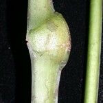 Anthurium spathiphyllum