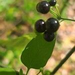 Solanum scabrum Hedelmä