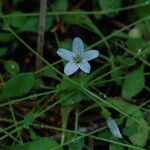 Montia parvifolia Habitus