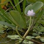 Pontederia rotundifolia Агульны выгляд