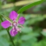 Clarkia rhomboidea Blüte