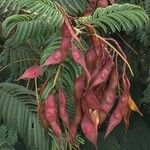 Senegalia ataxacantha Fruit