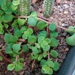 Sedum ternatum List