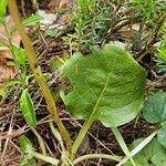 Pyrola media Leaf