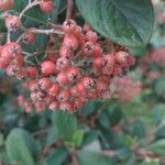 Cotoneaster pannosus Frukt