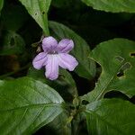Ruellia stemonacanthoides Virág