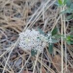 Ceanothus cordulatus Кветка