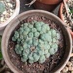 Lophophora williamsiiഇല