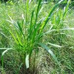 Pennisetum polystachion Levél