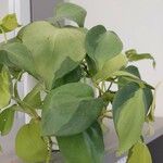Philodendron cordatum Yaprak