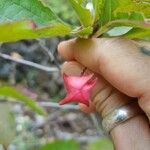 Euonymus latifolius Ffrwyth