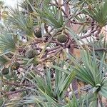 Pandanus utilis Fruit