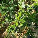 Myrtus communis Fulla