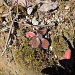 Hieracium venosum Leaf