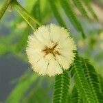 Acacia brevispica Floare