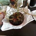 Drosera binata Frunză