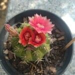 Gymnocalycium baldianum Blüte