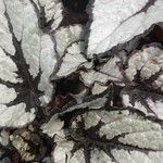 Begonia rex Leaf