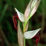 Serapias strictiflora Other