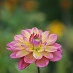 Dahlia pinnataᱵᱟᱦᱟ