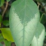 Euphorbia graminea Leaf