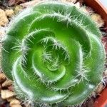 Crassula barbata Hoja