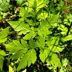 Chaerophyllum hirsutum Fuelha