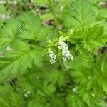 Chaerophyllum tainturieri Blodyn