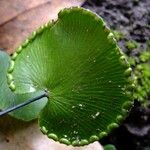 Adiantum reniforme Други