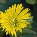 Doronicum orientale Fula