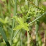 Ranunculus parviflorus Leaf