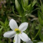 Zeltnera venusta Flor