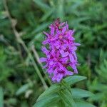 Lythrum salicariaFlower