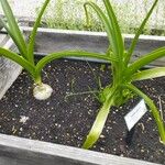 Albuca bracteata Hoja