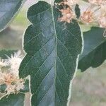 Sorbus mougeotii Levél