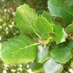 Quercus agrifolia Autre